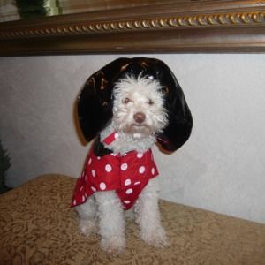 Meet your Posher, Justy